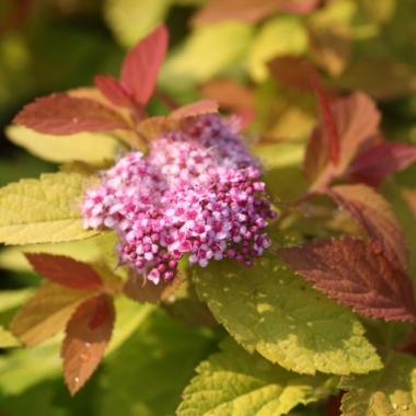 Tawuła japońska (Spiraea japonica) 